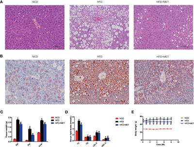 Restoration of mRNA Expression of Solute Carrier Proteins in Liver of Diet-Induced Obese Mice by Metformin